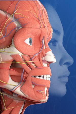 Everyday Anatomy