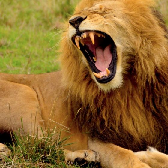 Wild Animal Jigsaw Puzzles - Classic Animal Puzzles